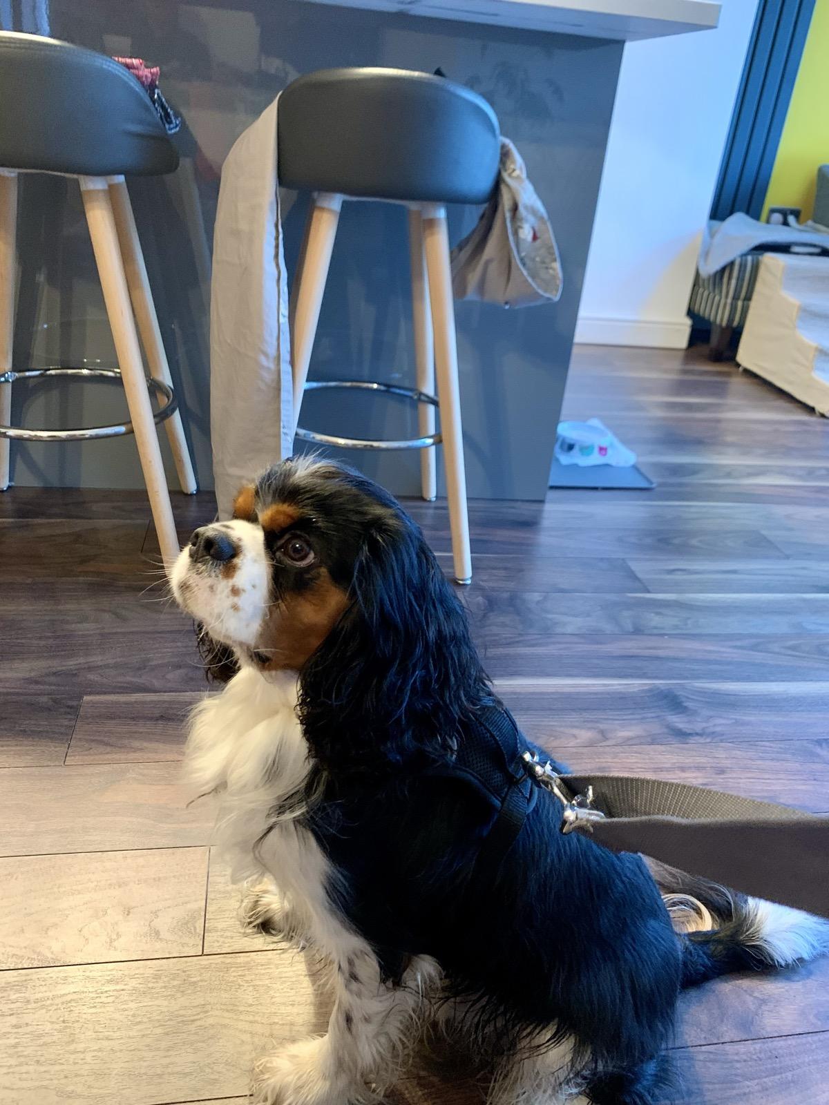 Cavalier King Charles spaniel