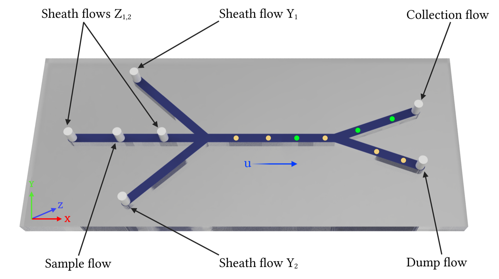 Labelled 3D model of the focusing microchannel: two Z sheath inlets and two Y sheath inlets squeeze the sample into a central core, which a bifurcation splits into collection and dump outlets